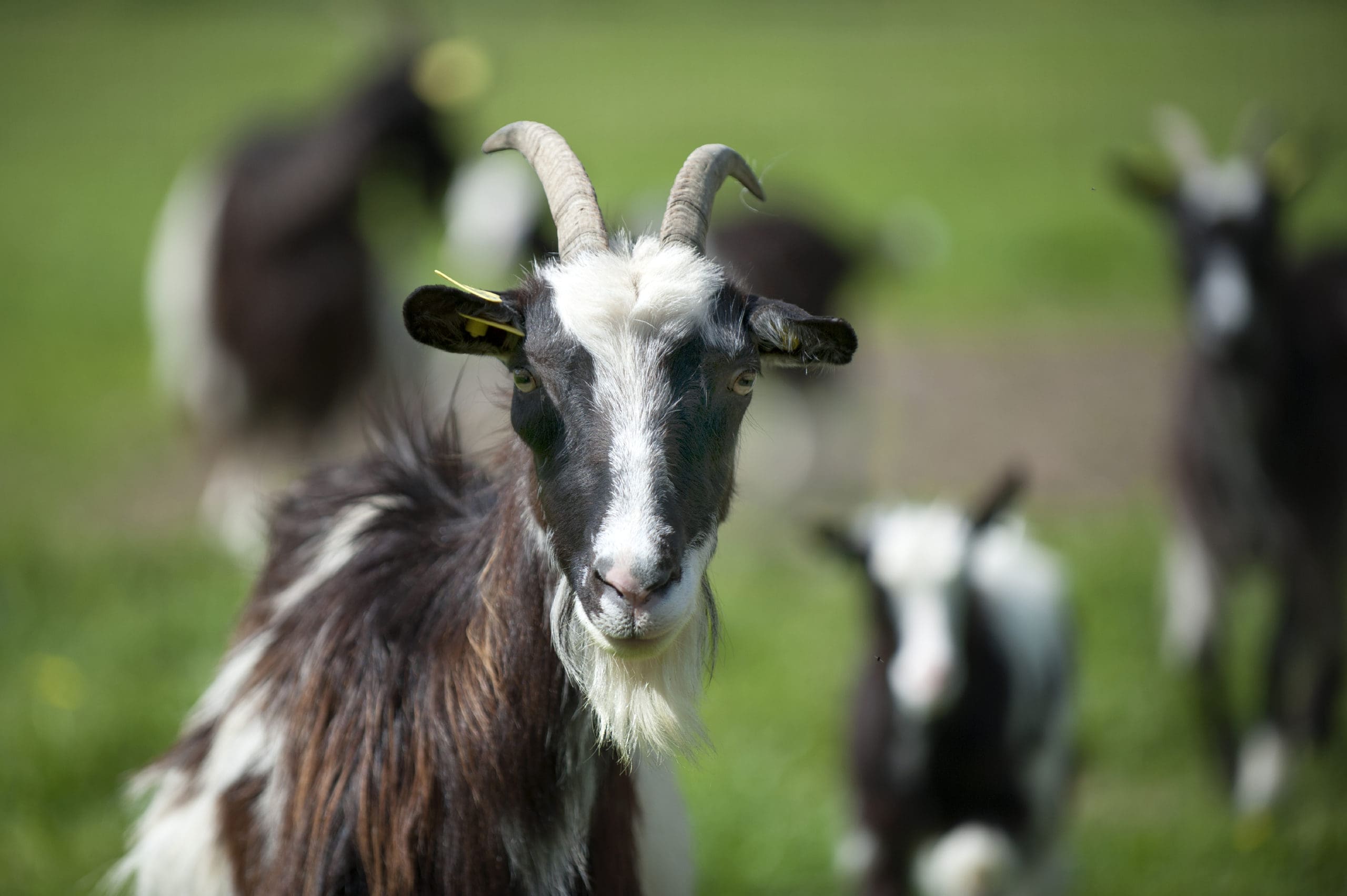 chevre-des-fosses-ecopaturage-min