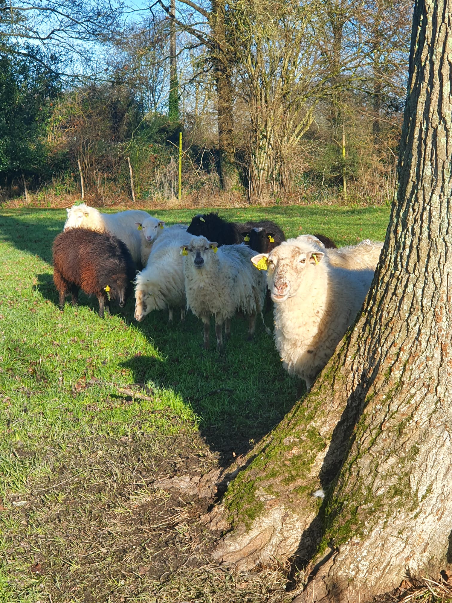 moutons-entreprise-mayenne-pelouse