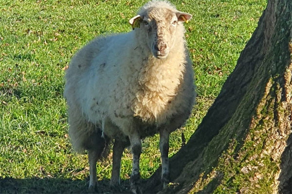 moutons-race-landes-de-bretagne-min